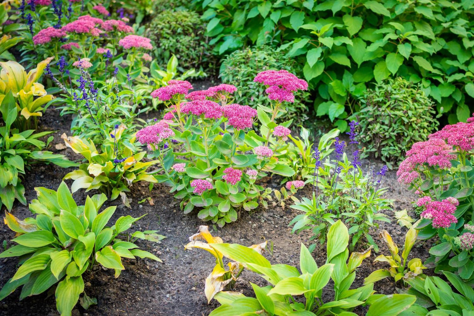 Garden * Tallinn