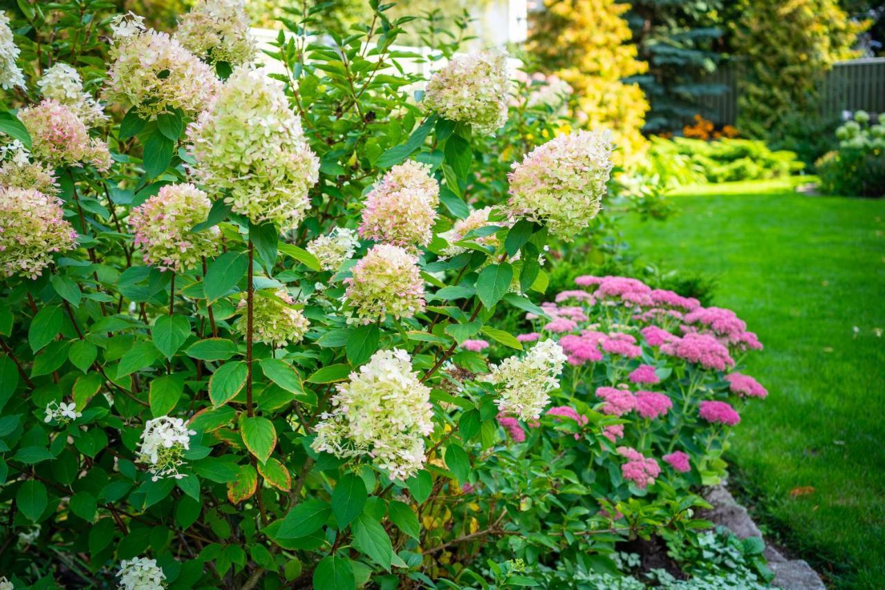 Garden *